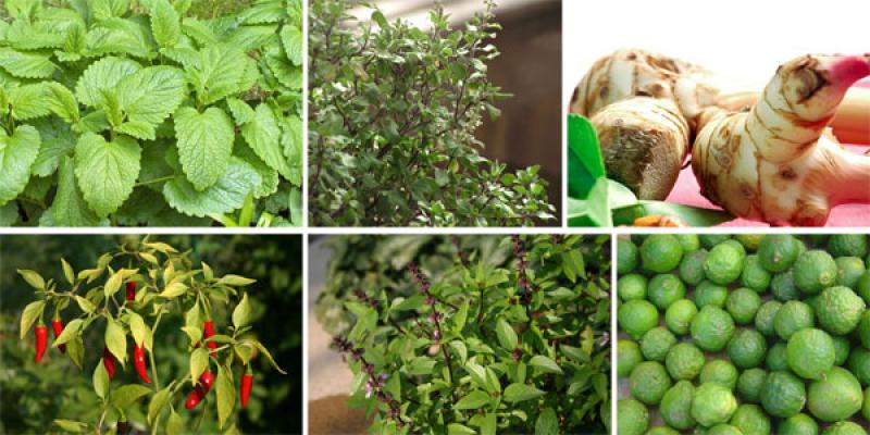 หลักการปลูกผักสวนครัวง่ายๆ