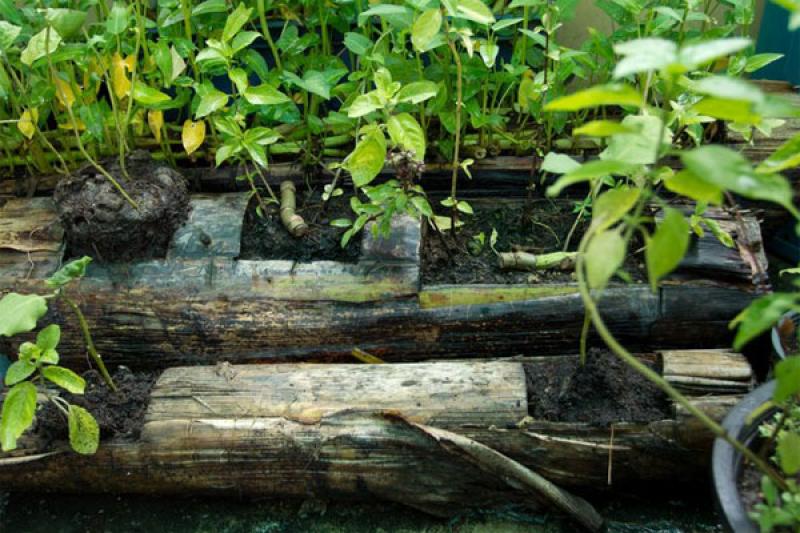 สวนผักคนเมือง..สไตล์คนรักสุขภาพ