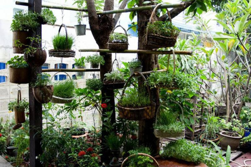 สวนผักคนเมือง..สไตล์คนรักสุขภาพ