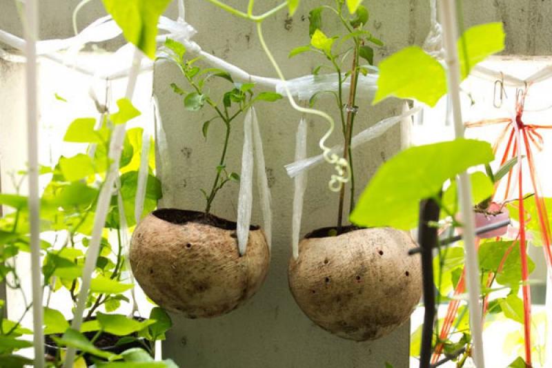 สวนผักคนเมือง..สไตล์คนรักสุขภาพ