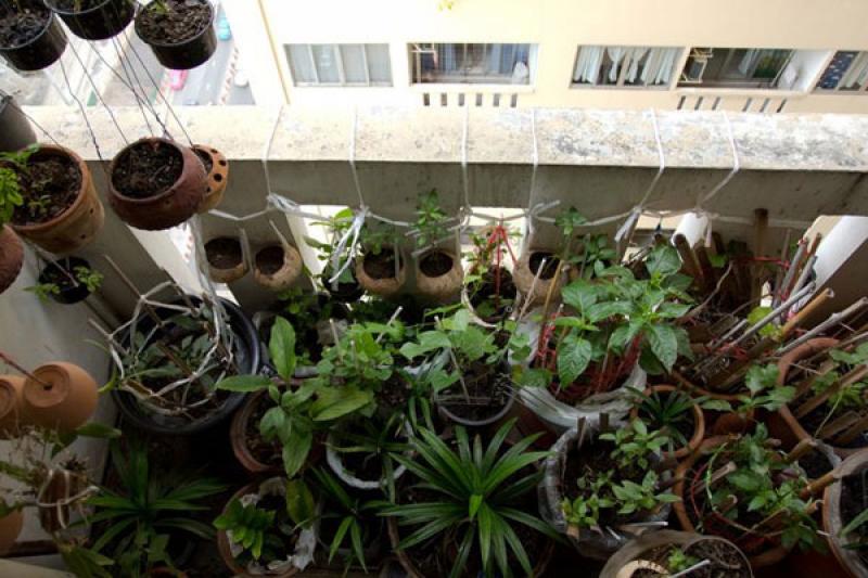 สวนผักคนเมือง..สไตล์คนรักสุขภาพ