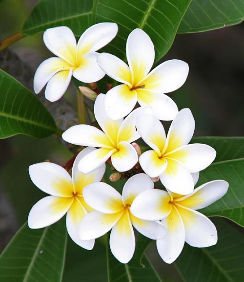 วิธีปลูกต้นลีลาวดีแสนสวย