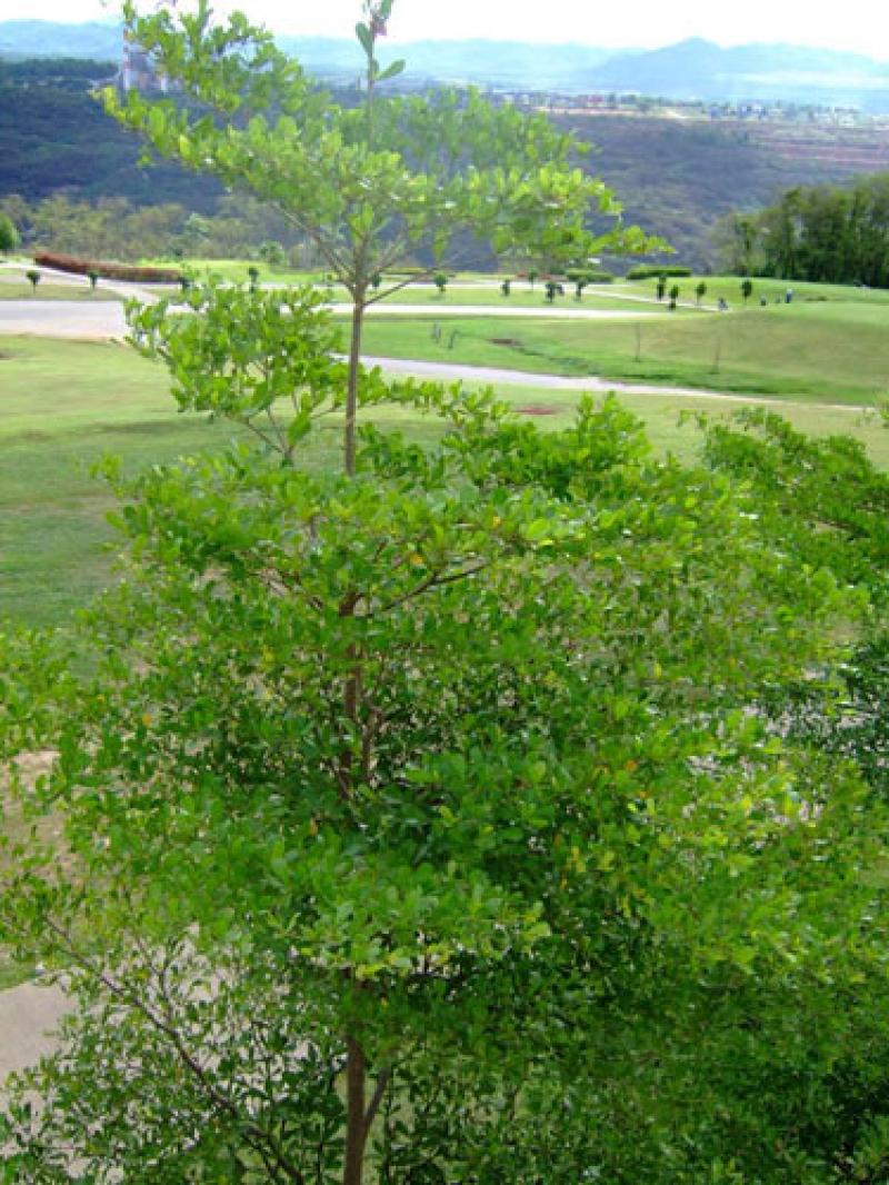 ต้นหูกระจง ไม้มงคลประจำบ้าน