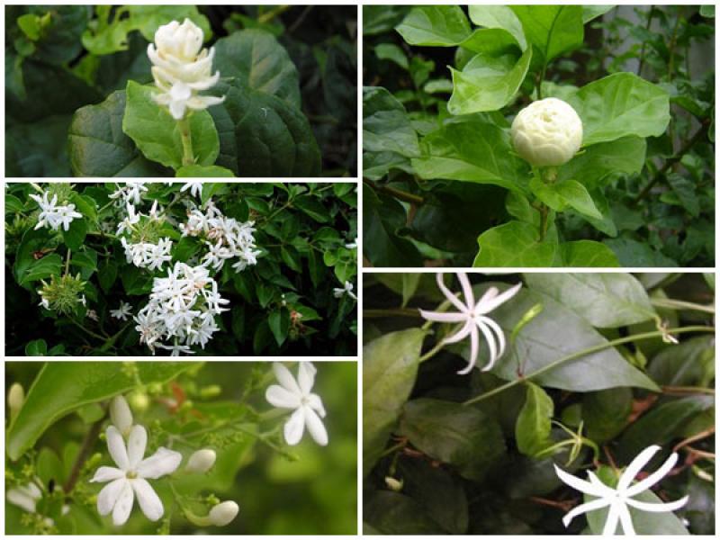 ดอกมะลิ สัญลักญ์วันแม่