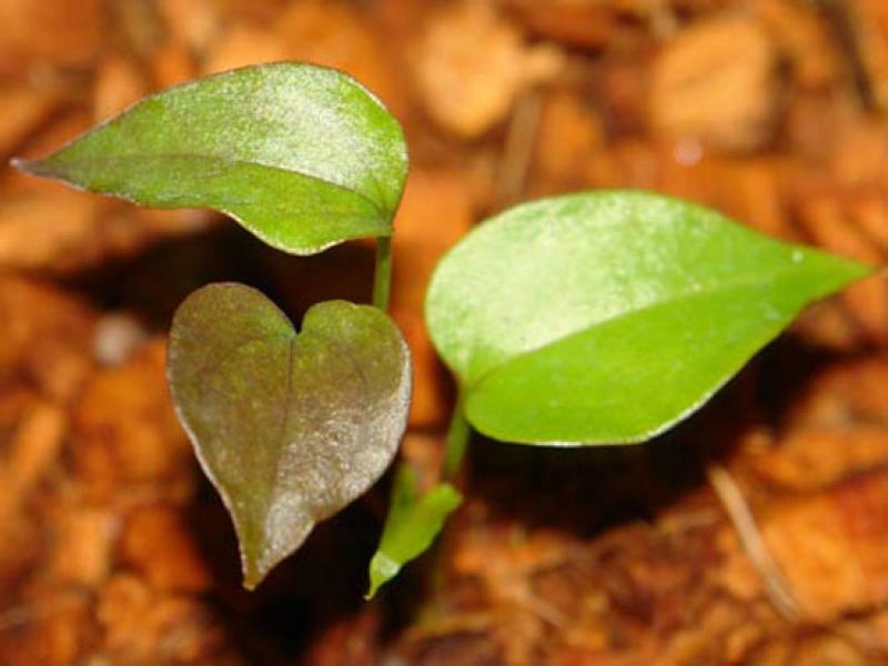 มาทำความรู้จักกับ หน้าวัวใบ กันเถอะ