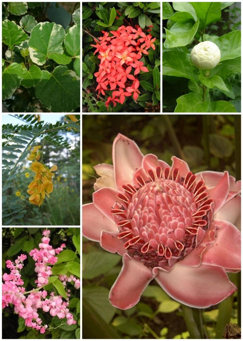 เรื่องน่ารู้ .. ไม้ประดับกินได้