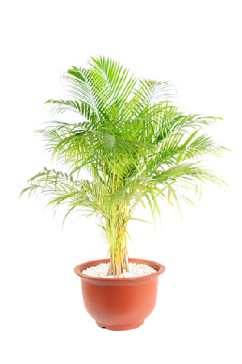 ปลูกต้นไม้ในห้องนอนได้ ไม่อันตรายอย่างที่คุณคิด