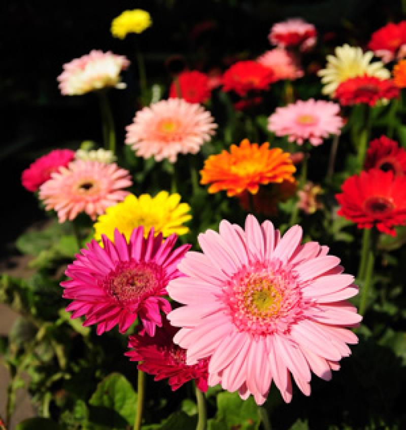 ปลูกต้นไม้ในห้องนอนได้ ไม่อันตรายอย่างที่คุณคิด