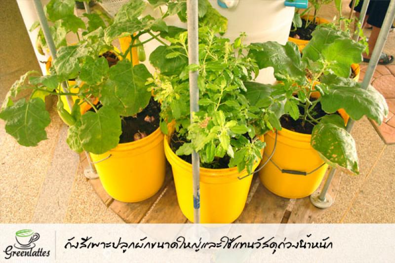 รีไซเคิลของใช้ ให้เป็นกระถางปลูกพืชผักสวนครัว