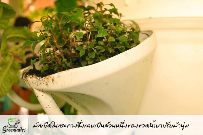 รีไซเคิลของใช้ ให้เป็นกระถางปลูกพืชผักสวนครัว