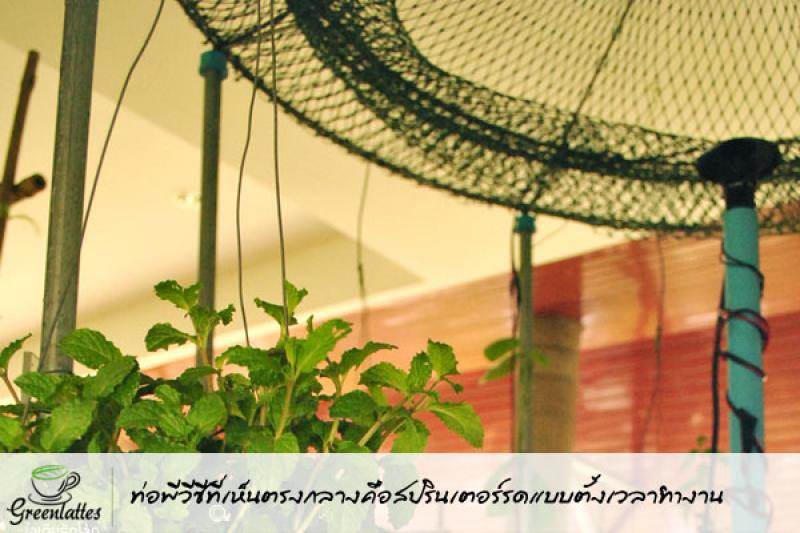 รีไซเคิลของใช้ ให้เป็นกระถางปลูกพืชผักสวนครัว