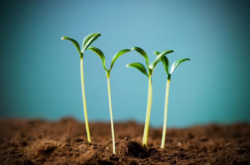 5 วิธี จัดสวนหน้าบ้านแบบประหยัดงบ