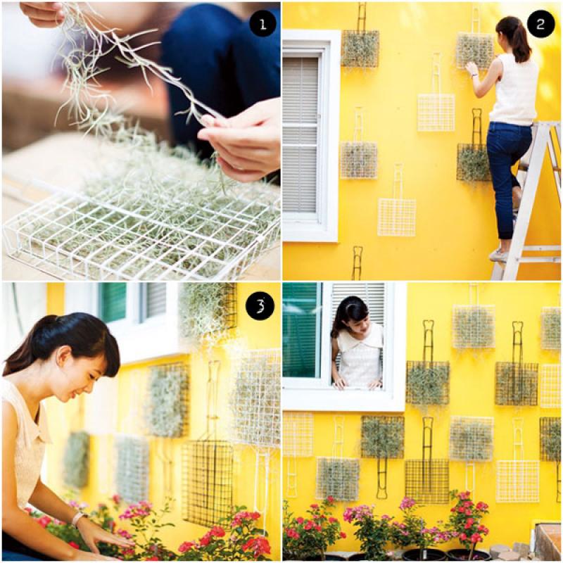 เคราฤๅษี กับสวนแนวตั้ง