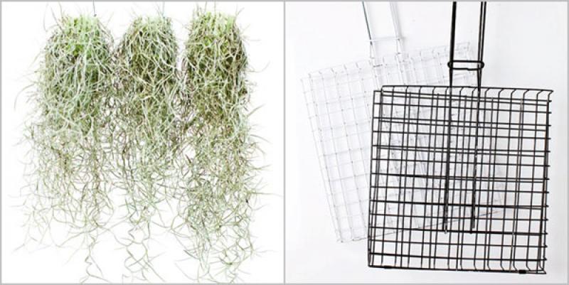 เคราฤๅษี กับสวนแนวตั้ง