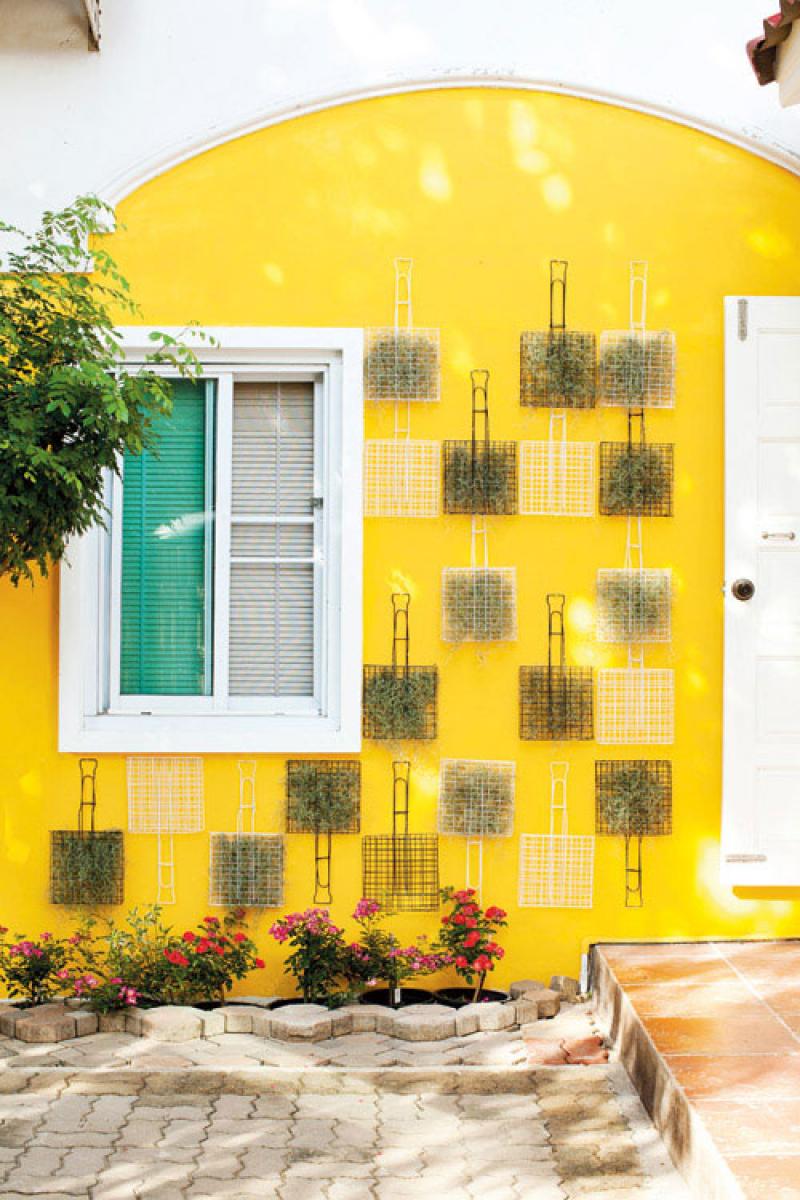 เคราฤๅษี กับสวนแนวตั้ง