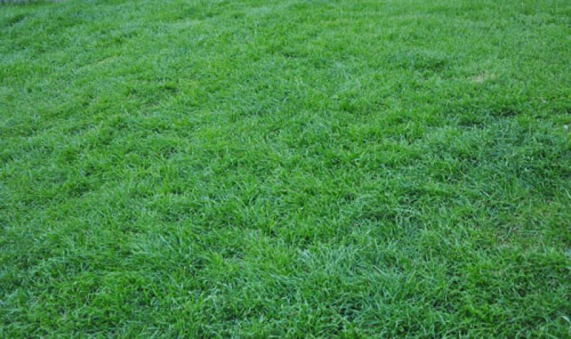 เรื่องน่ารู้ เกี่ยวกับ ..หญ้า..