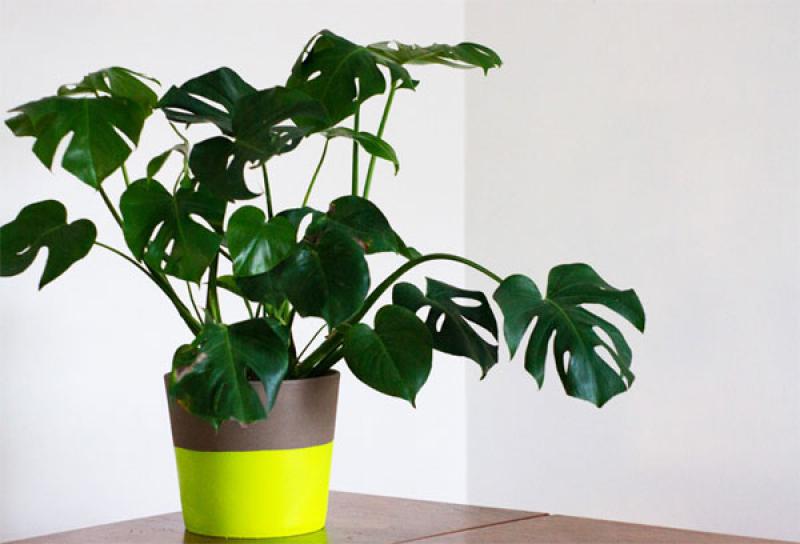 d.i.y. กระถางต้นไม้นีออนสุดแจ่ม