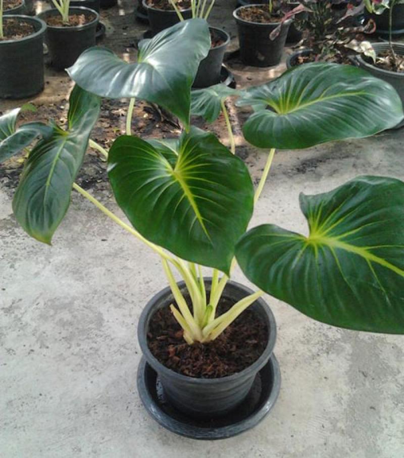 เสน่ห์ของ..ว่านเสน่จันทร์ขาว