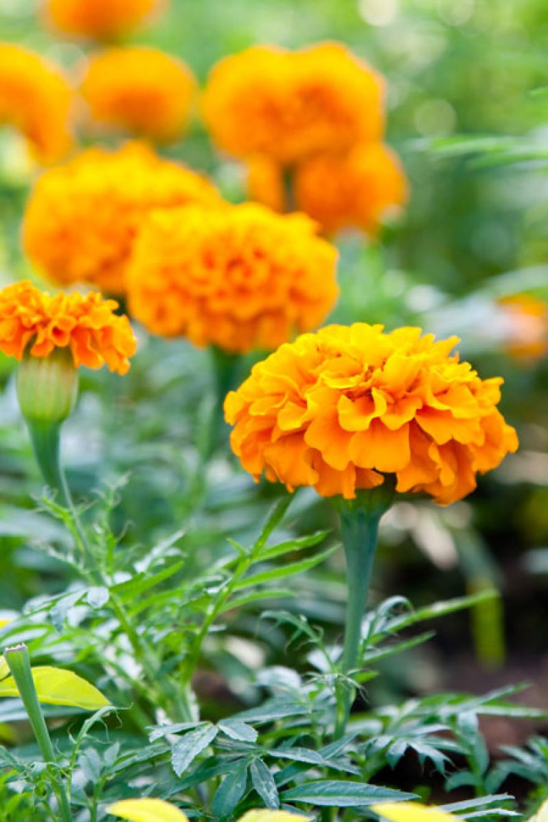 12 ไม้ดอกไม้ประดับสุดนิยม