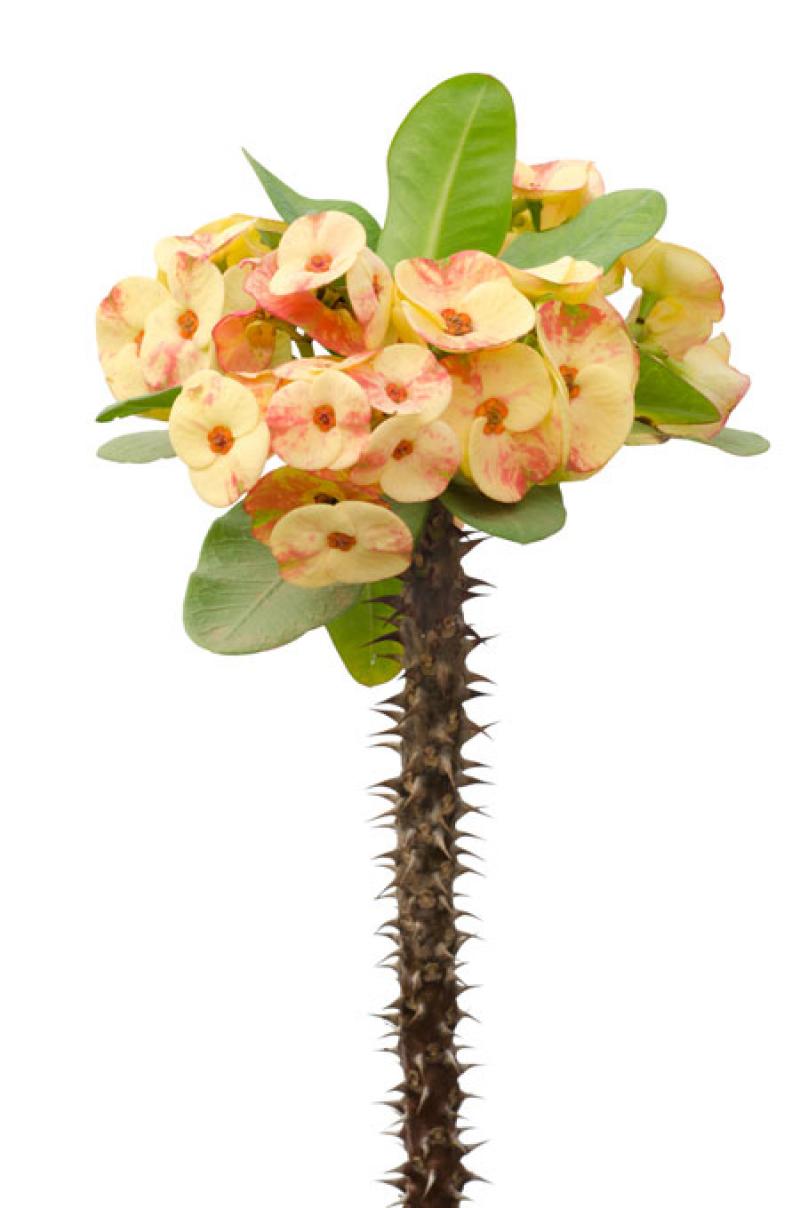 12 ไม้ดอกไม้ประดับสุดนิยม