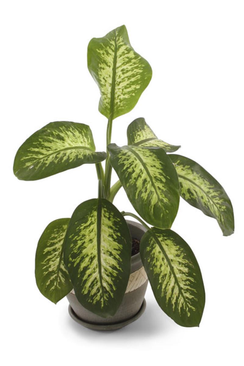 12 ไม้ดอกไม้ประดับสุดนิยม