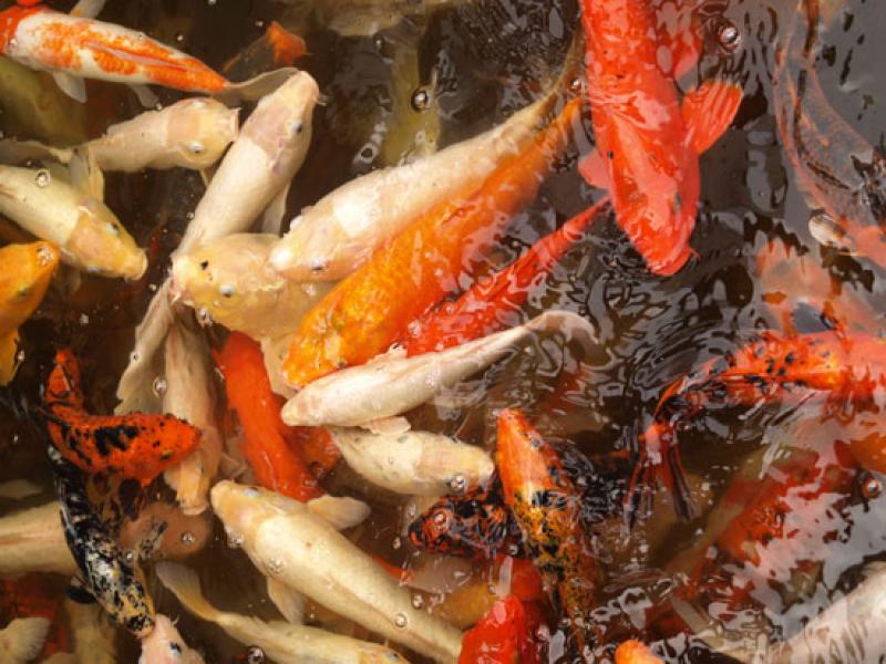 เรื่องน่ารู้เกี่ยวกับ บ่อปลาคาร์พ