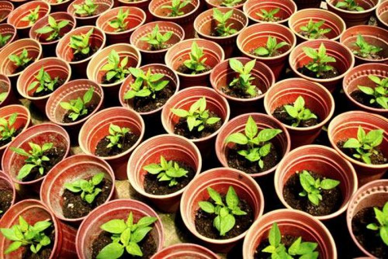 5 แหล่งซื้อต้นไม้และอุปกรณ์จัดสวนยอดนิยม