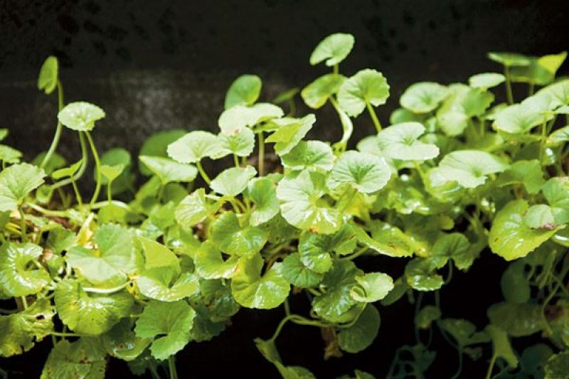 ผนังน้ำล้นและสวนแนวตั้ง