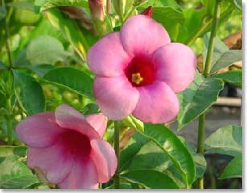 ปลูกต้นไม้ให้มีดอกบานตลอดทั้งปีได้