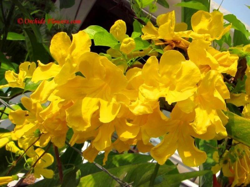 ปลูกต้นไม้ให้มีดอกบานตลอดทั้งปีได้