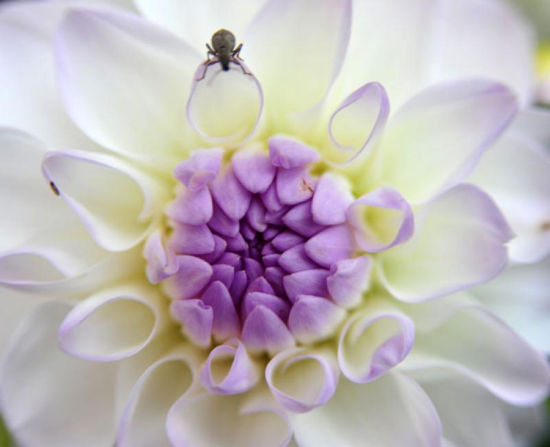 ไม้ประดับในบ้าน.ภัย..่ที่คุณไม่คาดคิด