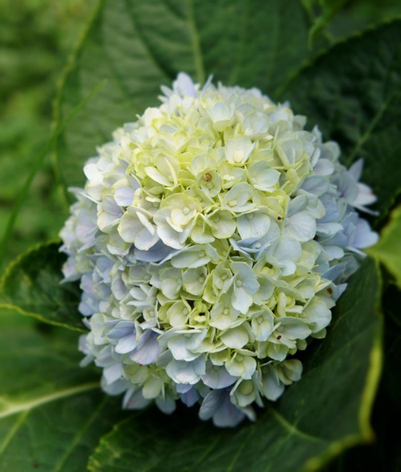 ไม้ประดับในบ้าน.ภัย..่ที่คุณไม่คาดคิด