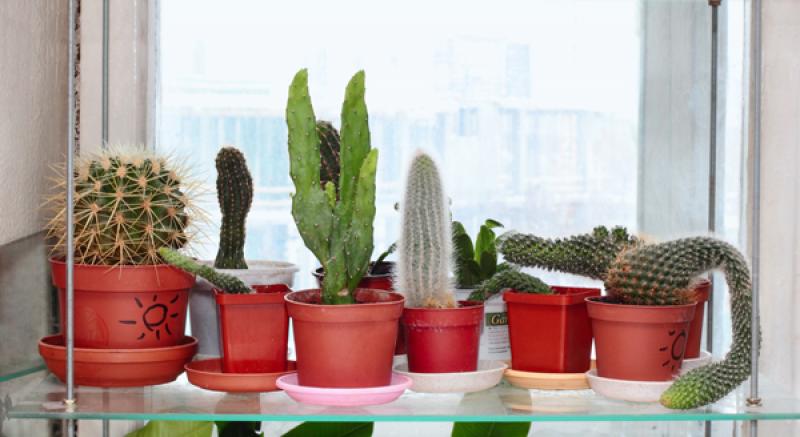 ไม้ประดับในบ้าน.ภัย..่ที่คุณไม่คาดคิด