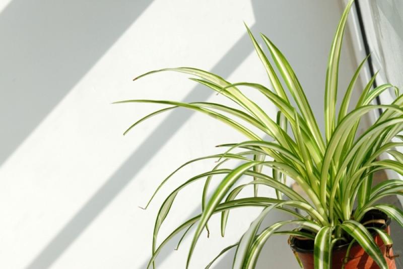 12 เหล่าไม้ดอกไม้ประดับ ช่วยดูดซับสารพิษภายในบ้าน