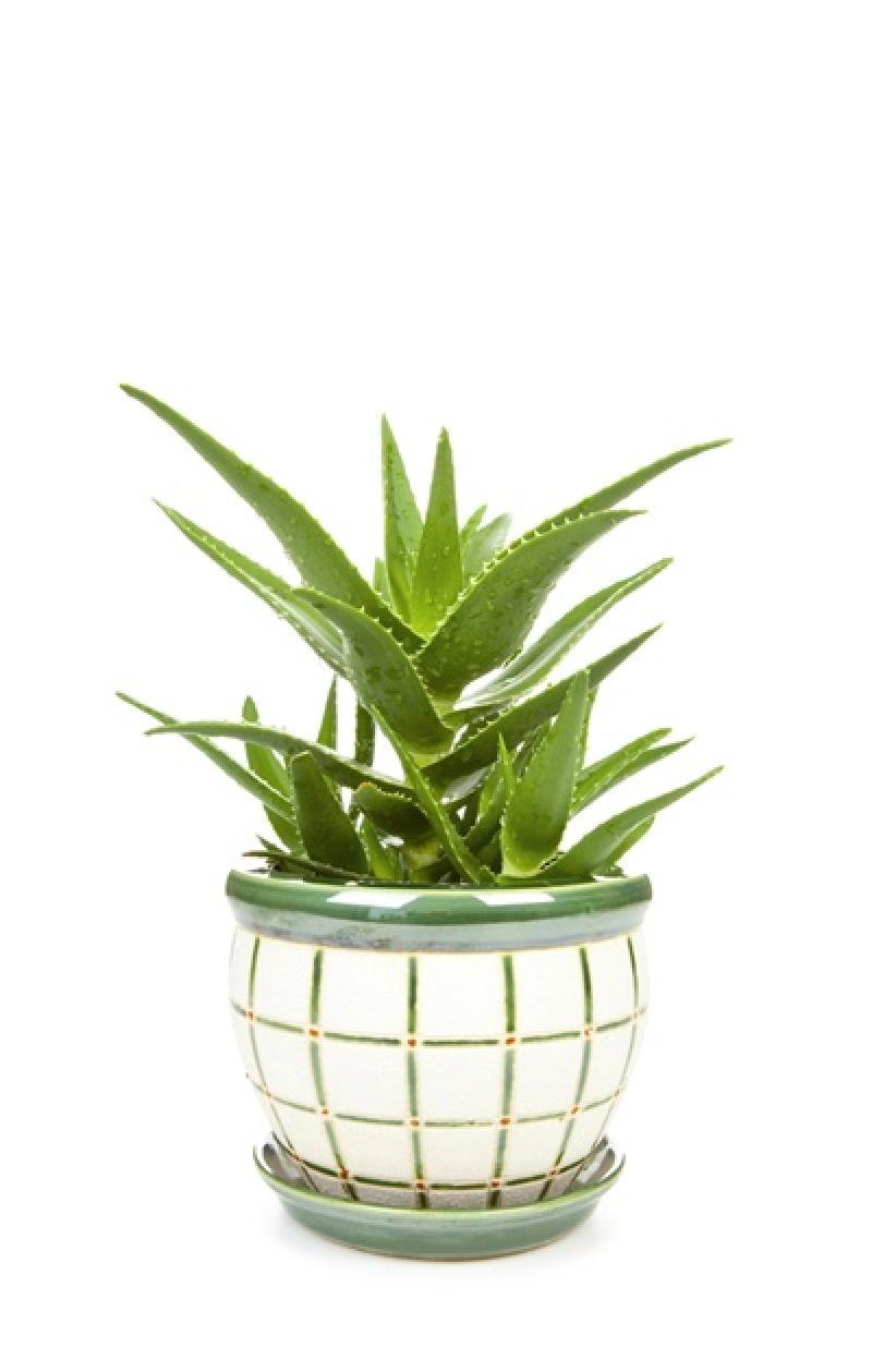 12 เหล่าไม้ดอกไม้ประดับ ช่วยดูดซับสารพิษภายในบ้าน