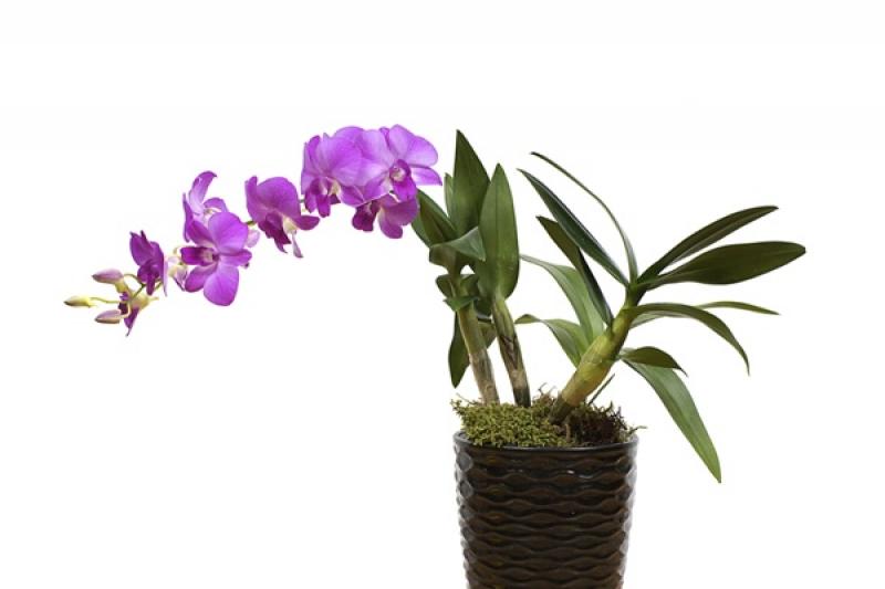 12 เหล่าไม้ดอกไม้ประดับ ช่วยดูดซับสารพิษภายในบ้าน