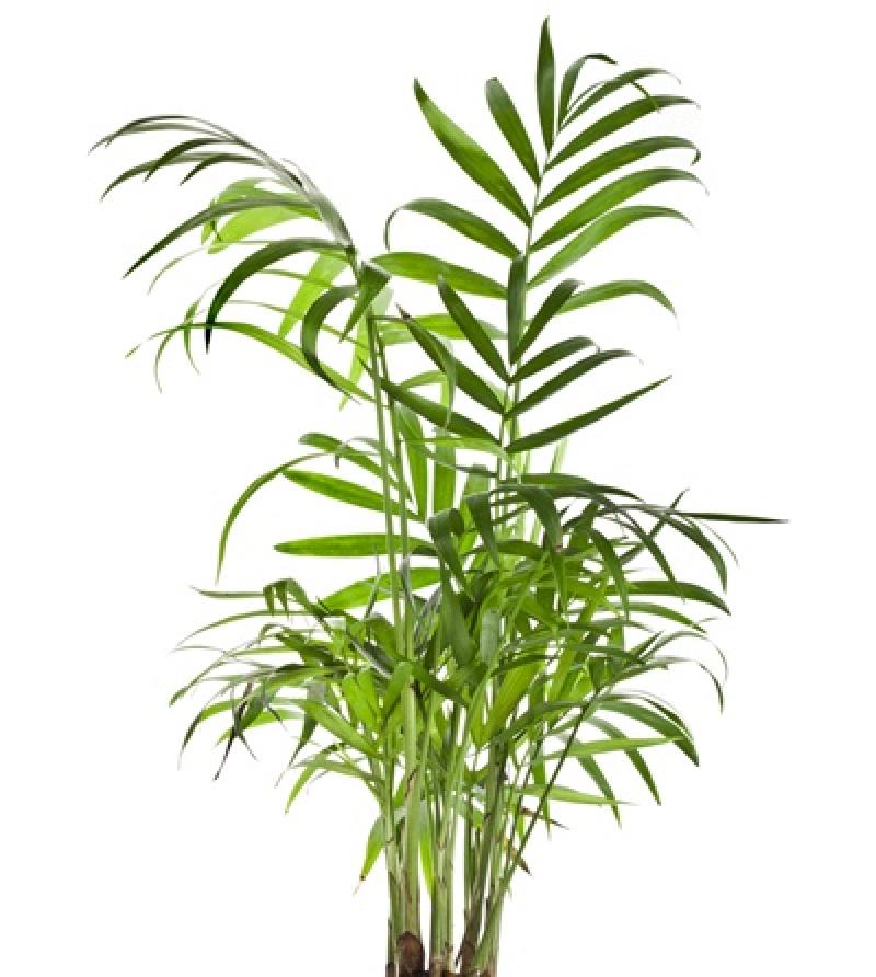 12 เหล่าไม้ดอกไม้ประดับ ช่วยดูดซับสารพิษภายในบ้าน