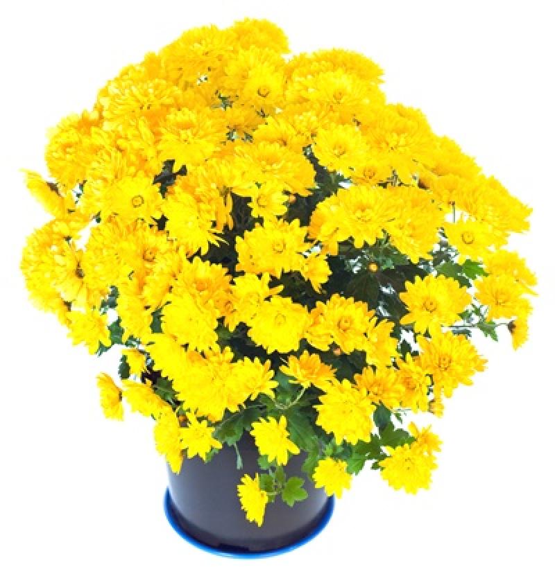 12 เหล่าไม้ดอกไม้ประดับ ช่วยดูดซับสารพิษภายในบ้าน