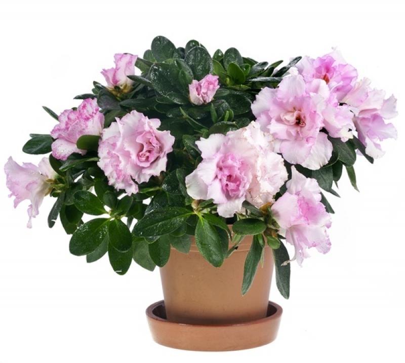 12 เหล่าไม้ดอกไม้ประดับ ช่วยดูดซับสารพิษภายในบ้าน