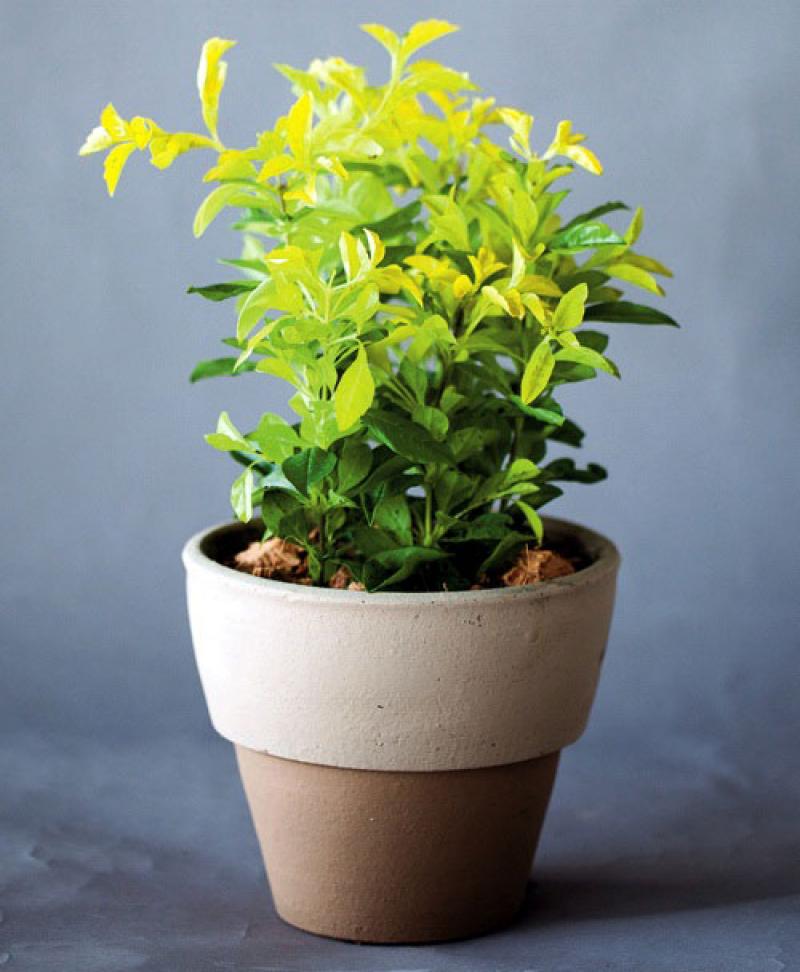 สีสันของใบไม้ สร้างสวนสวยให้คุณได้