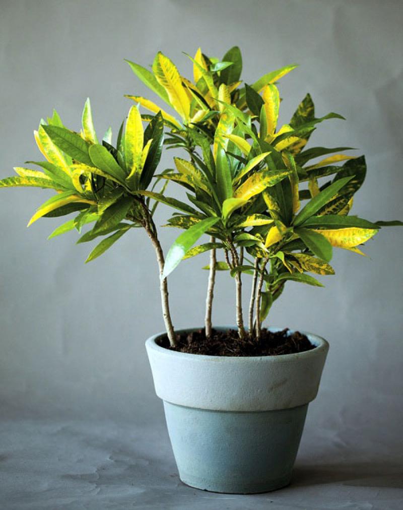 สีสันของใบไม้ สร้างสวนสวยให้คุณได้