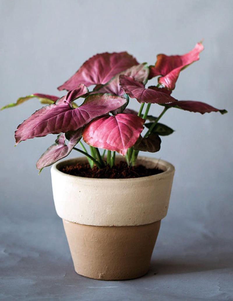 สีสันของใบไม้ สร้างสวนสวยให้คุณได้