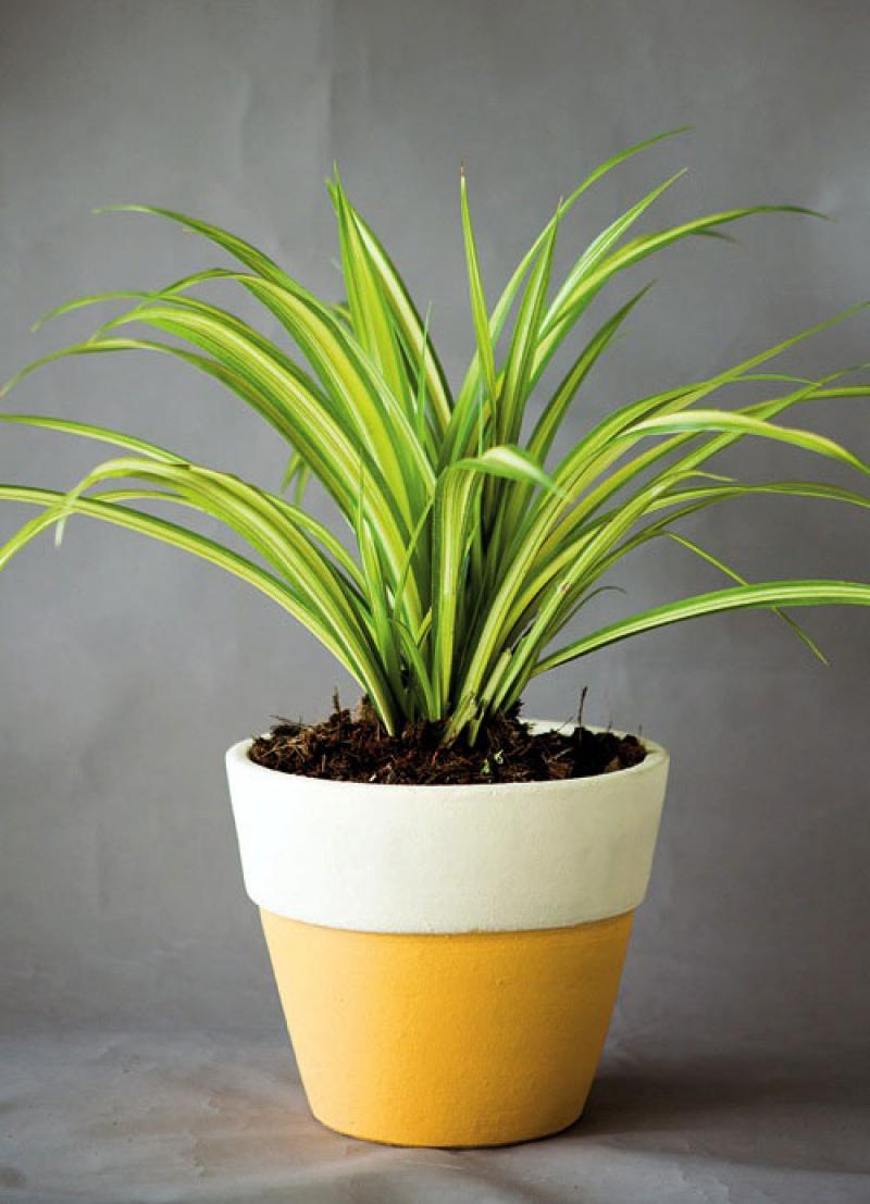 สีสันของใบไม้ สร้างสวนสวยให้คุณได้