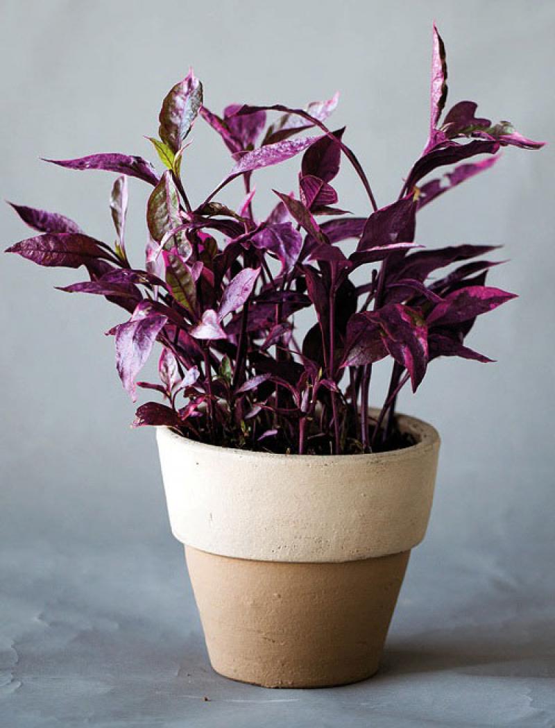 สีสันของใบไม้ สร้างสวนสวยให้คุณได้