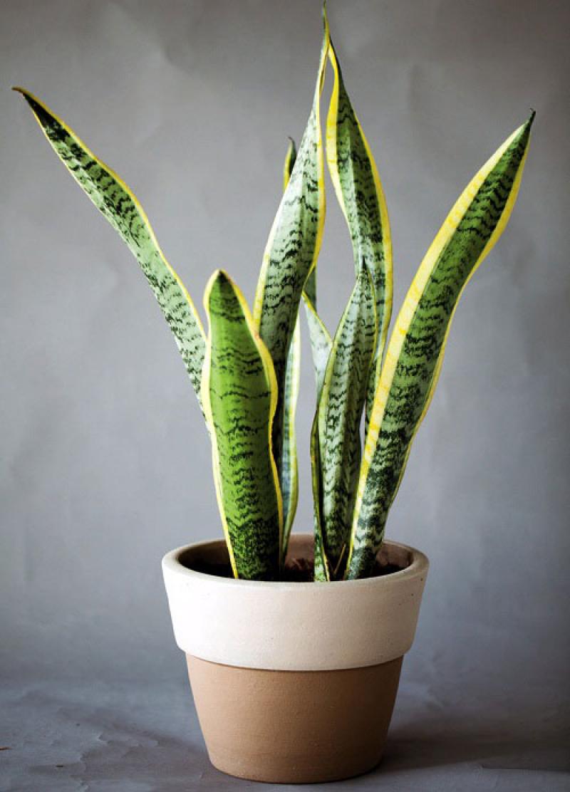 สีสันของใบไม้ สร้างสวนสวยให้คุณได้