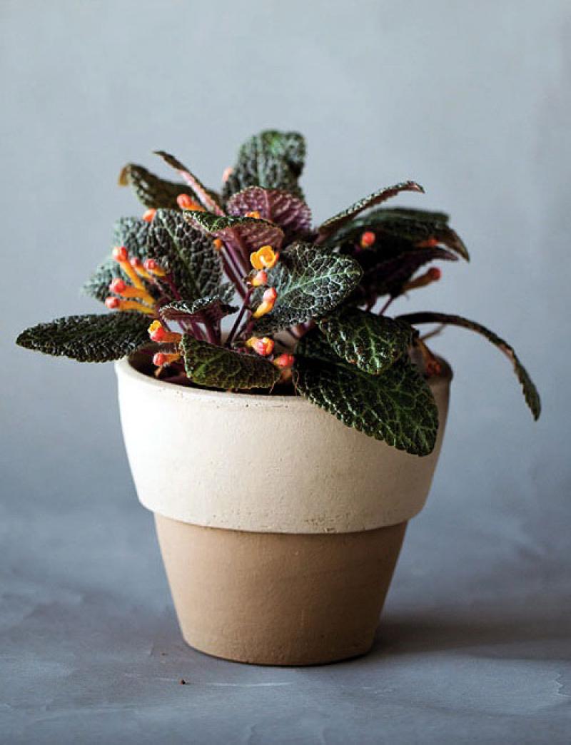 สีสันของใบไม้ สร้างสวนสวยให้คุณได้