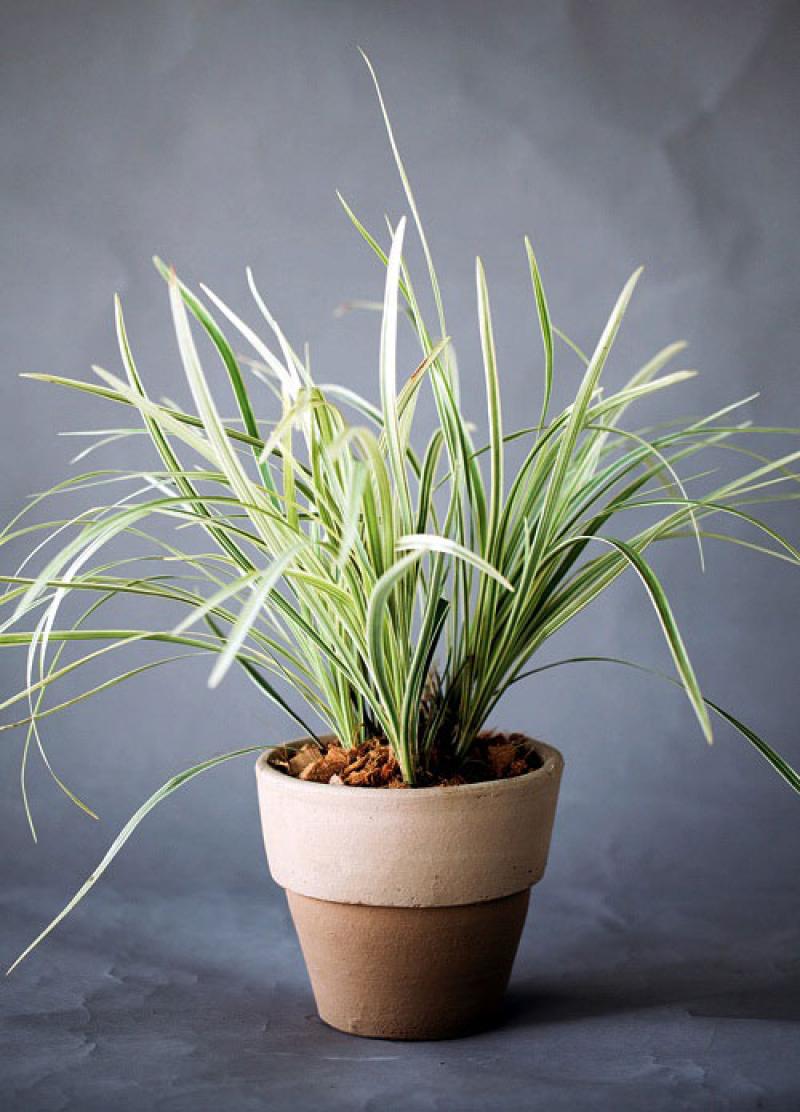 สีสันของใบไม้ สร้างสวนสวยให้คุณได้