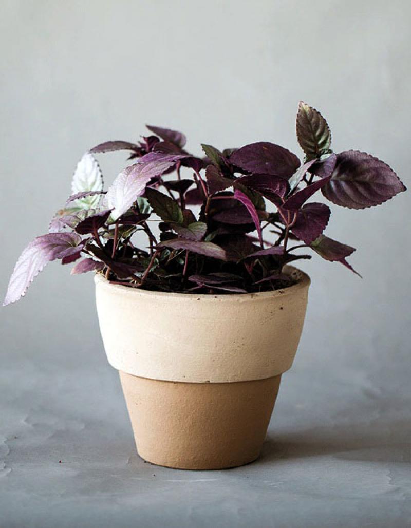 สีสันของใบไม้ สร้างสวนสวยให้คุณได้