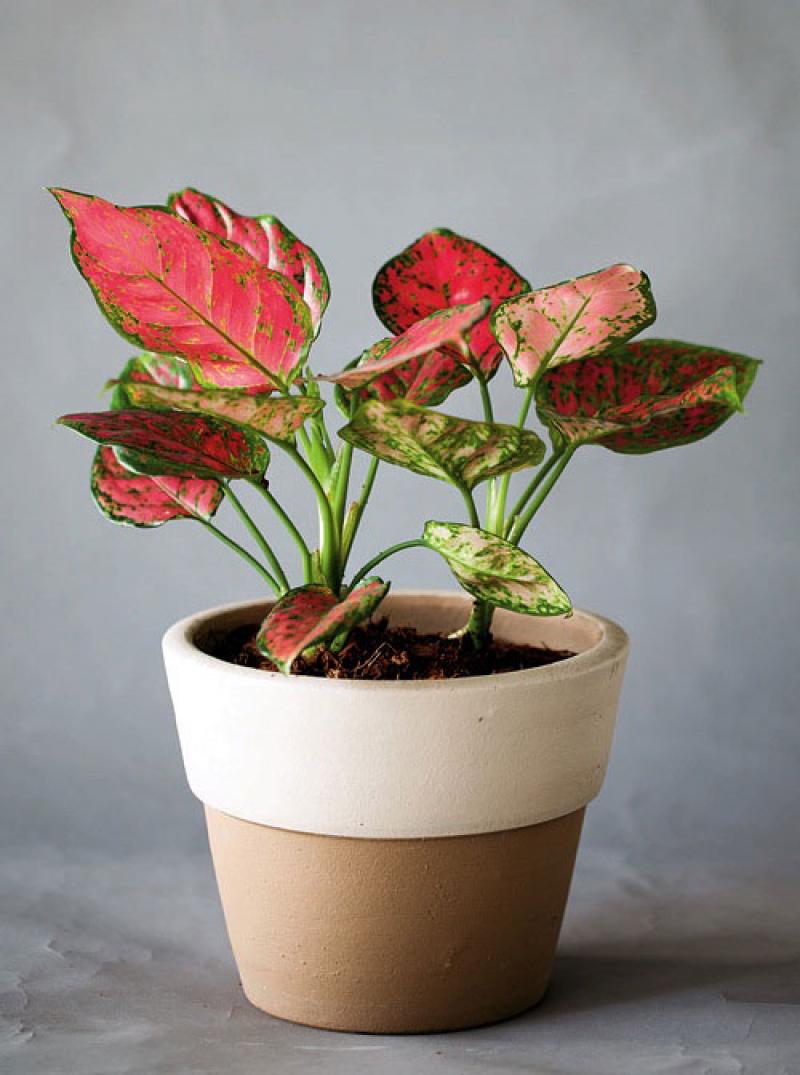 สีสันของใบไม้ สร้างสวนสวยให้คุณได้