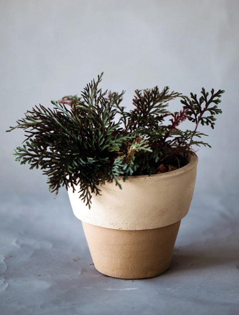 สีสันของใบไม้ สร้างสวนสวยให้คุณได้